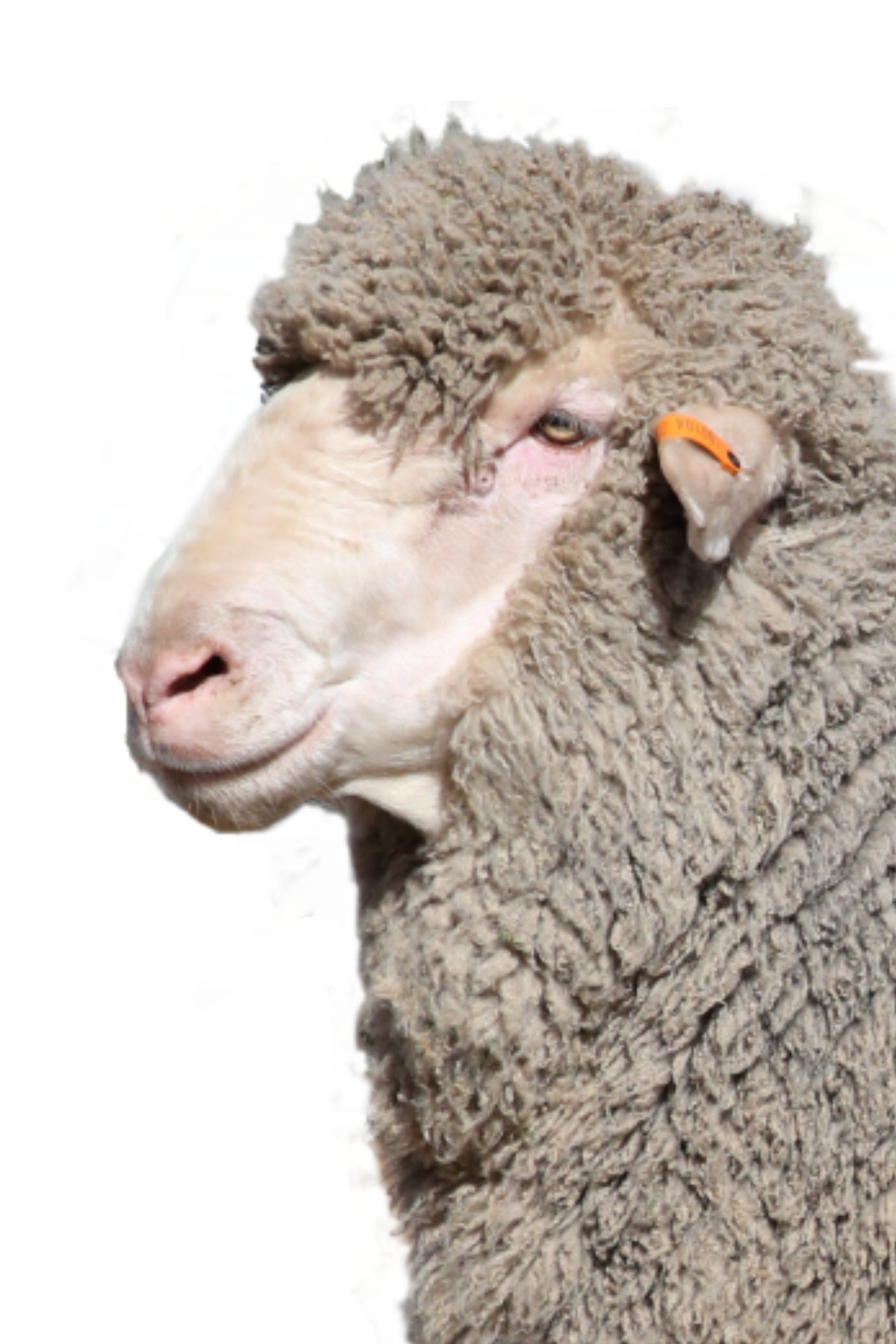 Sheep